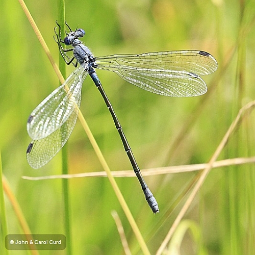 _MG_2259 Lestes macrostigma female.JPG